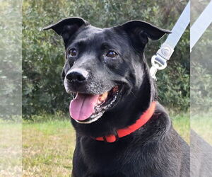 Labrador Retriever-Unknown Mix Dogs for adoption in Wetumpka, AL, USA