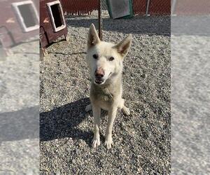 Huskies -Siberian Husky Mix Dogs for adoption in Fairbanks, AK, USA