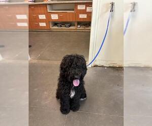 Labradoodle Dogs for adoption in Santa Cruz, CA, USA