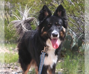 Border Collie-Siberian Husky Mix Dogs for adoption in Alamogordo, NM, USA
