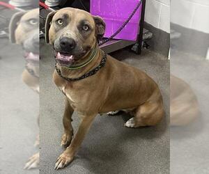 Mutt Dogs for adoption in Forestville, MD, USA