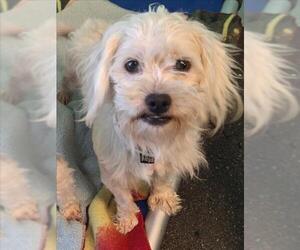 Poodle (Miniature)-Unknown Mix Dogs for adoption in Woodland, CA, USA