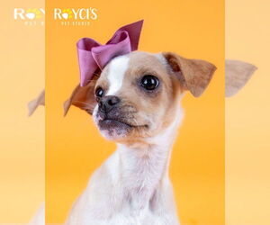 Chihuahua-Unknown Mix Dogs for adoption in Sandy, UT, USA
