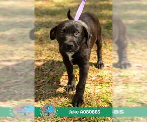 Labrador Retriever-Unknown Mix Dogs for adoption in Mobile, AL, USA
