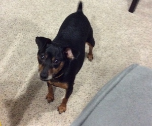 Miniature Pinscher Dogs for adoption in COLUMBIA, MD, USA