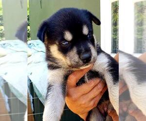 German Shepherd Dog-Siberian Husky Mix Dogs for adoption in Long Beach, CA, USA