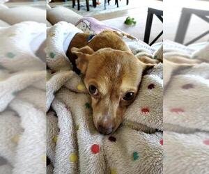 Chi-Corgi Dogs for adoption in Princeton, MN, USA