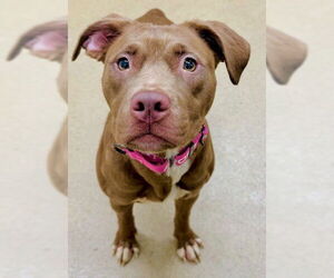 Labrador Retriever-Unknown Mix Dogs for adoption in Derwood, MD, USA