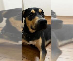 Labrador Retriever-Unknown Mix Dogs for adoption in San Antonio, TX, USA