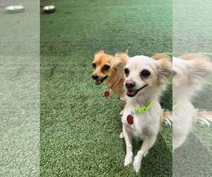 Chihuahua-Unknown Mix Dogs for adoption in Tempe , AZ, USA