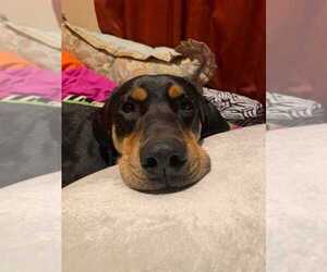Coonhound-Unknown Mix Dogs for adoption in Boston, MA, USA