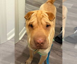 Mutt Dogs for adoption in Oakland Park, FL, USA