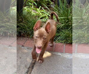 Huskies -Unknown Mix Dogs for adoption in Lakewood, CO, USA