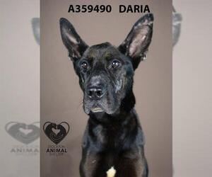 German Shepherd Dog Dogs for adoption in Stockton, CA, USA