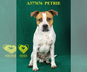 Mutt Dogs for adoption in Stockton, CA, USA
