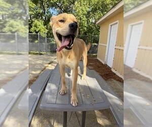Labrador Retriever-Unknown Mix Dogs for adoption in Aurora, IL, USA