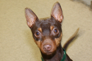 Miniature Pinscher Dogs for adoption in Salem, MA, USA