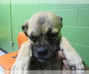 Pug-Unknown Mix Dogs for adoption in Temple, TX, USA