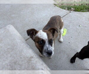 Mutt Dogs for adoption in Tulsa, OK, USA
