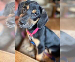 Beagle-Unknown Mix Dogs for adoption in Mankato, MN, USA
