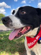Lab-Pointer Dogs for adoption in Kansas City, MO, USA