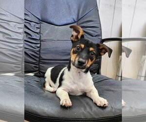 Jack-Rat Terrier Dogs for adoption in Santa Clarita, CA, USA