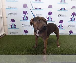 American Staffordshire Terrier-Plott Hound Mix Dogs for adoption in Orlando, FL, USA