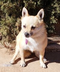Chiranian Dogs for adoption in Albuquerque, NM, USA