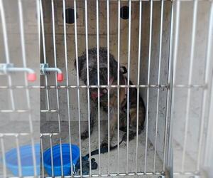 Poodle (Miniature)-Unknown Mix Dogs for adoption in St. Cloud, FL, USA