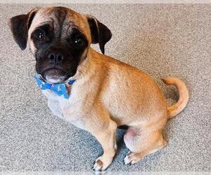 Pug-Unknown Mix Dogs for adoption in Orange, CA, USA