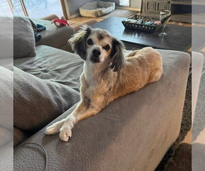 Cocker Spaniel-Papillon Mix Dogs for adoption in Phoenix, AZ, USA