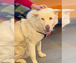 Siberian Husky Dogs for adoption in Rancho Cucamonga, CA, USA