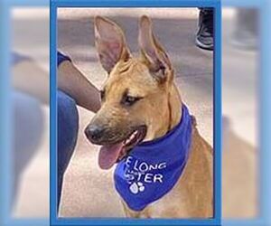 American Pit Bull Terrier-German Shepherd Dog Mix Dogs for adoption in San Diego, CA, USA