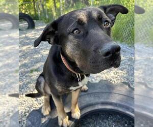 Mastiff-Unknown Mix Dogs for adoption in Anchorage, AK, USA