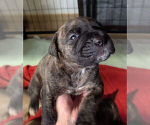 Mastiff Dogs for adoption in Riverside, CA, USA