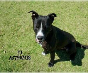 American Pit Bull Terrier-Unknown Mix Dogs for adoption in Gulfport, MS, USA