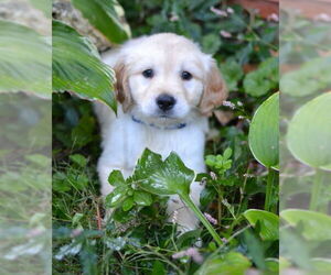 Golden Retriever Dogs for adoption in Germanton, TN, USA