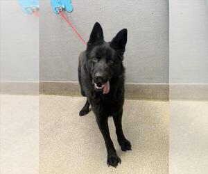 German Shepherd Dog-Unknown Mix Dogs for adoption in Las Vegas, NV, USA