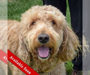 Golden Retriever-Unknown Mix Dogs for adoption in Huntley, IL, USA