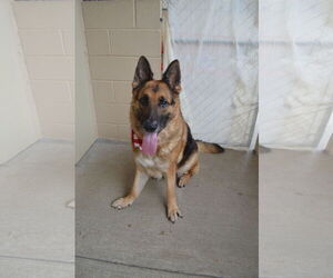 German Shepherd Dog-Unknown Mix Dogs for adoption in McKinney, TX, USA