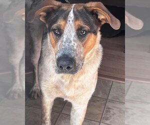 Labrador Retriever-Red Heeler Mix Dogs for adoption in Polson, MT, USA