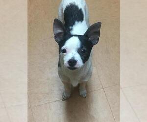 Chihuahua Dogs for adoption in Pevely, MO, USA