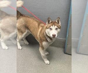 Siberian Husky-Unknown Mix Dogs for adoption in Las Vegas, NV, USA