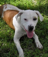 Bullboxer Pit Dogs for adoption in Brownsburg, IN, USA