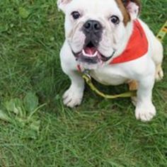 Bulldog Dogs for adoption in Cuba, NY, USA