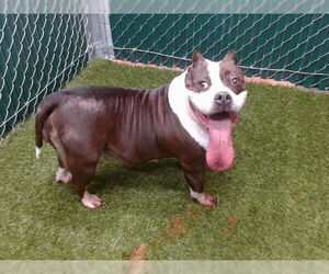 Bulldog Dogs for adoption in Downey, CA, USA