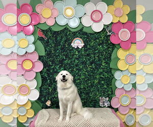Great Pyrenees Dogs for adoption in Houston, TX, USA