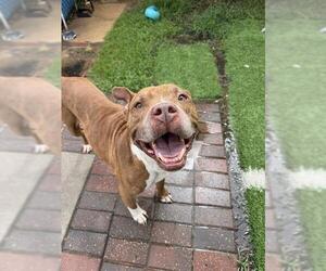Staffordshire Bull Terrier Dogs for adoption in Sugar Land, TX, USA