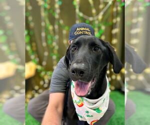 Mutt Dogs for adoption in Bryant, AR, USA