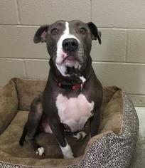 American Staffordshire Terrier Dogs for adoption in Washougal, WA, USA